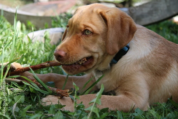Obraz labrador retriever 