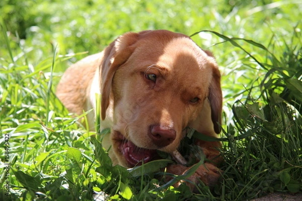 Obraz labrador retriever 