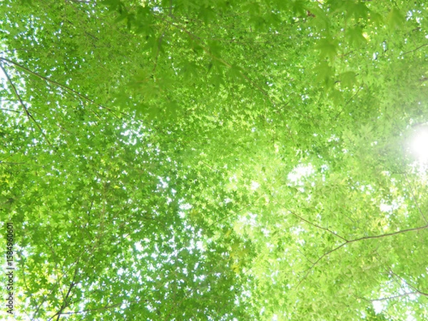 Obraz OLYMPUS DIGITAL CAMERA