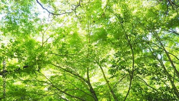 Obraz OLYMPUS DIGITAL CAMERA