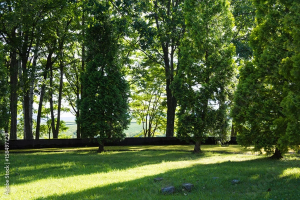 Fototapeta 夏の公園