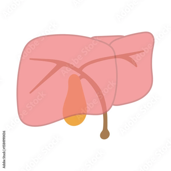 Obraz 肝臓と胆嚢のシンプルなイラスト（管付き）