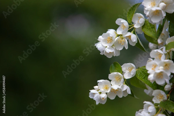 Obraz Jasmine flowers on a blurred background.