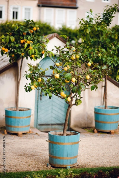 Fototapeta Lemon Trees in Blue Pots on Rustic Path