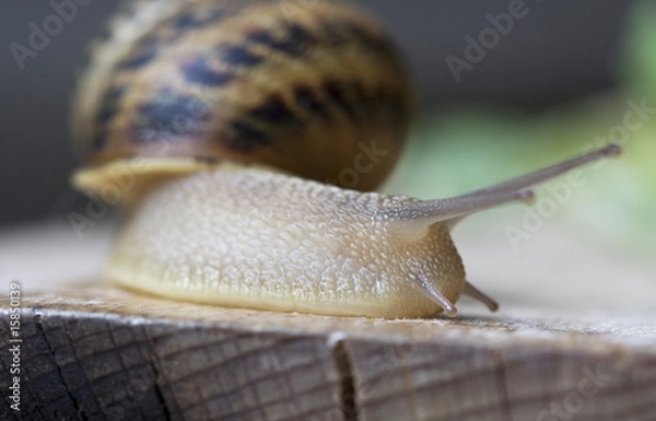 Obraz Chiocciola e spirale