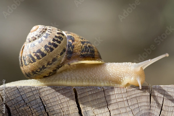 Obraz Snail