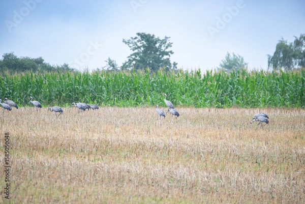 Fototapeta Crane bird group looking for food on a field, migratory bird in Mecklenburg at the baltic sea, wildlife at a rainy cloudy day 