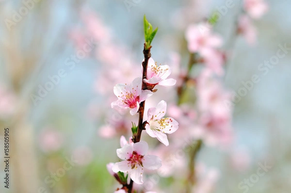 Fototapeta Blossom tree over nature background