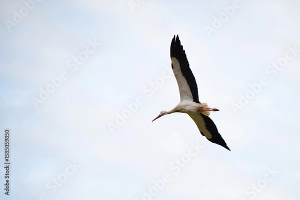 Fototapeta Stork building a nest with branches, bird migration in Alsace, Oberbronn France, breeding in spring 