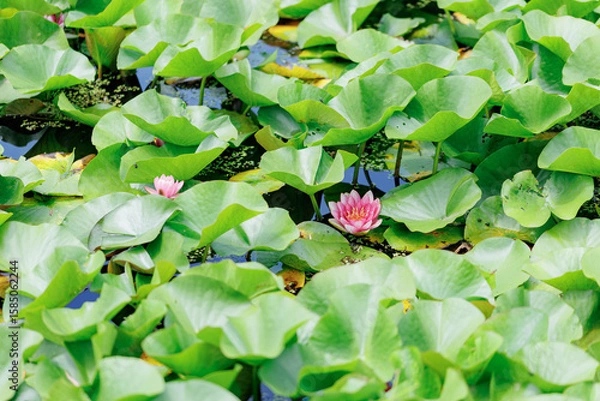 Fototapeta 水辺に咲く蓮の花