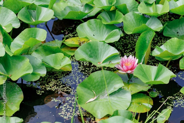 Fototapeta 水辺に咲く蓮の花