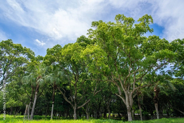 Fototapeta 広葉樹とヤシの木の自然風景