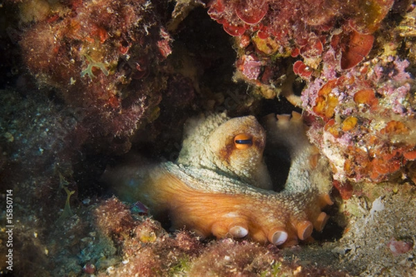 Obraz an octopus  in his lair