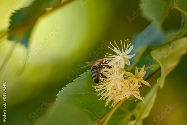Obraz Busy Bee Pollinating Delicate Linden Blossoms.