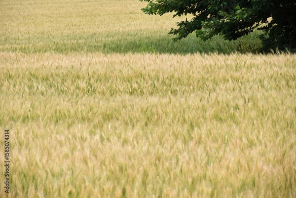 Obraz 江別市の小麦畑 Wheat Field in Ebetsu