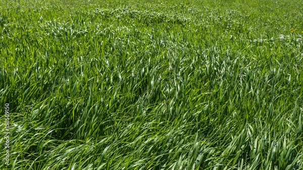 Fototapeta tall green grass example of greenery: the Pantone color for 2017
