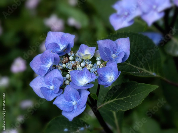 Fototapeta Closeup of flower head of Hydrangea macrophylla 'Zorro' in a garden in summer