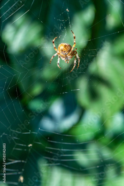 Fototapeta Spotted cross spider constructs its web amid vibrant green foliage, illustrating nature's delicate craftsmanship