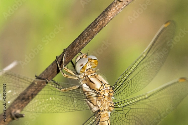 Fototapeta Libellula gialla