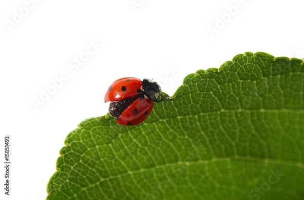 Obraz Marienkäfer