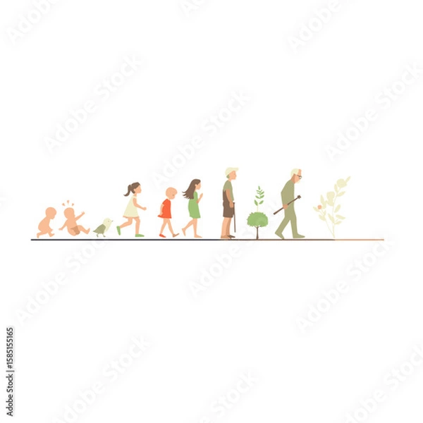 Fototapeta Life Cycle Stages Development Illustration from Infancy to Old Age Showing Growth and Aging