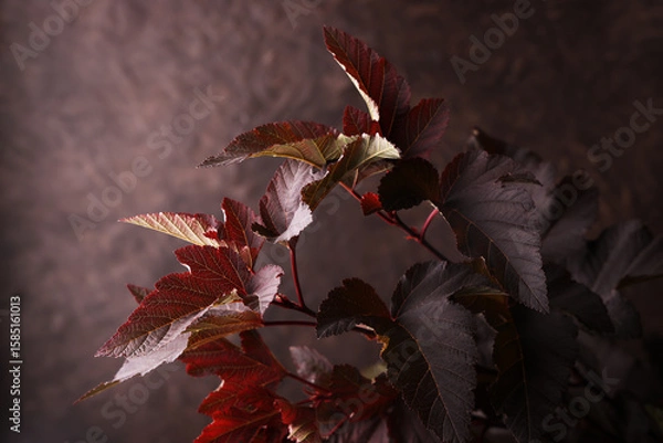 Fototapeta Foglie di colore marrone, rosso, verde, isolate su fondo marrone