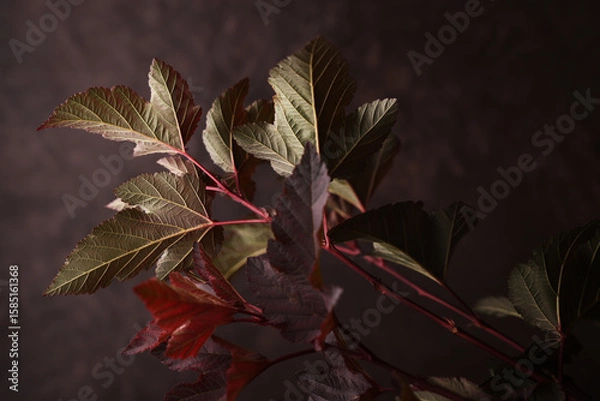 Fototapeta Foglie di colore marrone, rosso, verde, isolate su fondo marrone