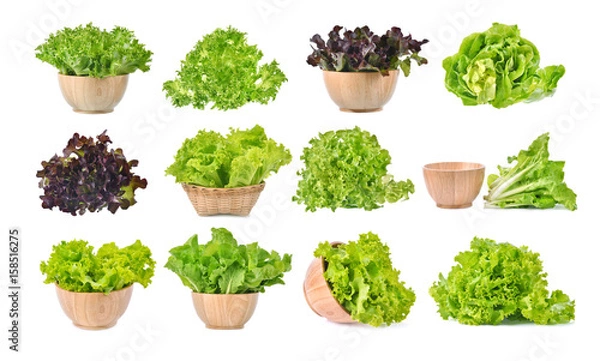 Obraz Fresh lettuce leaves
