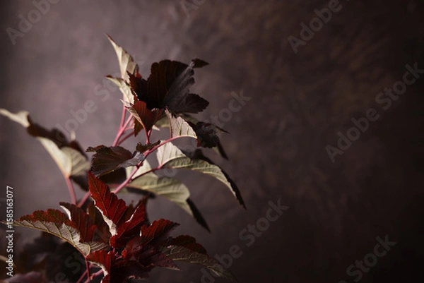 Fototapeta Foglie di colore marrone, rosso, verde, isolate su fondo marrone