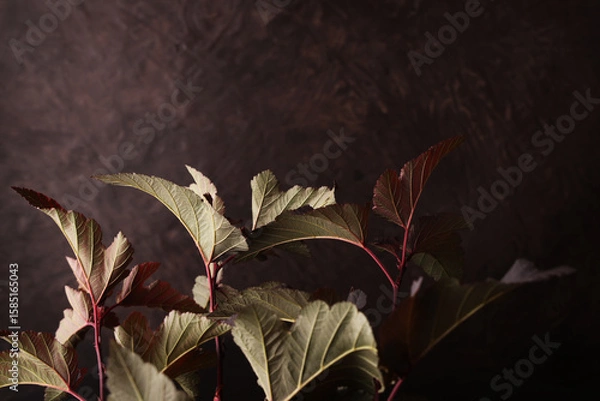 Fototapeta Foglie di colore marrone, rosso, verde, isolate su fondo marrone
