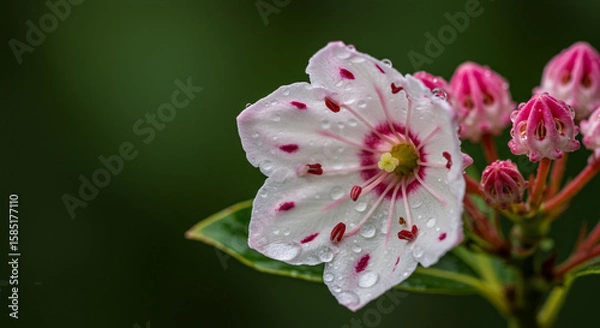 Fototapeta Hyperrealistic Macro Image of Mountain Laurel Flower with Dew and Soft Lighting, Botanical Quality, Isolated Floral Detail