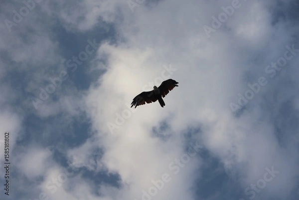 Obraz eagle in the sky, hawk flying high