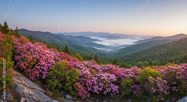 Fototapeta Vibrant Spring Bloom of Mountain Laurel on a Steep Rocky Slope in the Blue Ridge, Soft Mist Filling the Valleys, Wide-Angle Drone View

