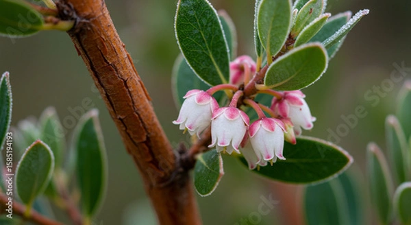 Fototapeta Artistic Macro of Peeling Manzanita Bark and Delicate Pink-White Urn-Shaped Flowers with Dew, Set Against Evergreen Backdrop