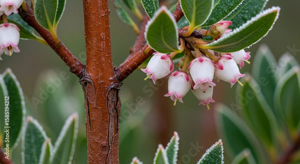 Fototapeta Frosty Morning Macro of Manzanita Branch with Smooth Peeling Bark, Clusters of Flowers and Pale Green Leaves, Captured in Soft Natural Light