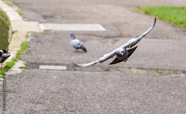 Obraz Landing Pigeon in the Park F