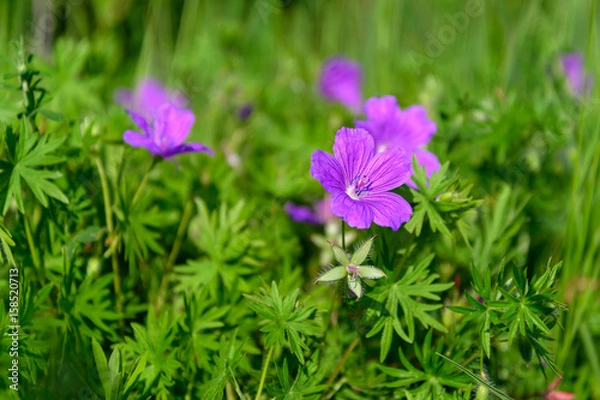 Obraz Flowers a wild geranium