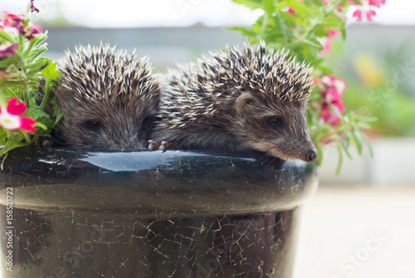 Obraz Two Hedgehog in pot flowers