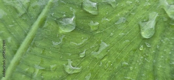 Obraz water drops on a green leaf