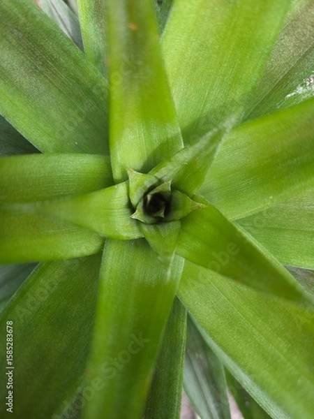 Obraz close up of green leaf