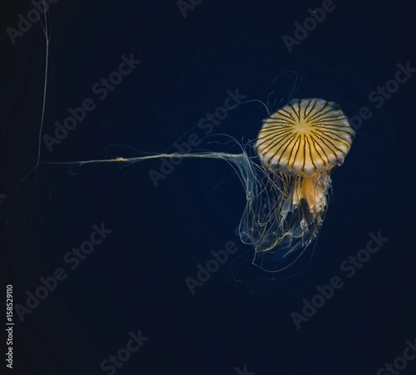 Fototapeta Japanese Jellyfish in aquarium