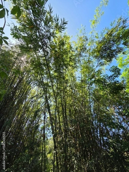 Obraz forest in the morning