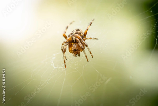 Fototapeta A close-up of a brown spider centered in its delicate web against a softly blurred green and white background.