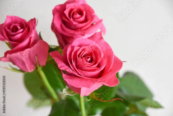 Fototapeta ピンクのばら