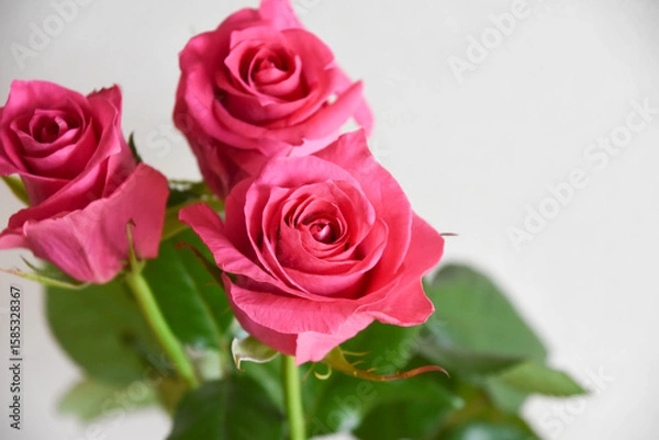 Fototapeta ピンクのばら