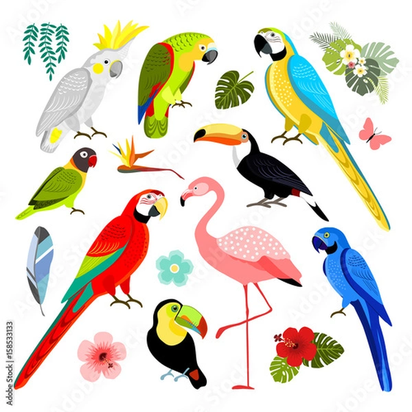 Obraz Set of exotic birds, isolated vector illustration