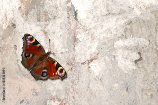 Fototapeta Kleiner Schmetterling auf einer alten Wand mit Textfreiraum: Pfauenauge