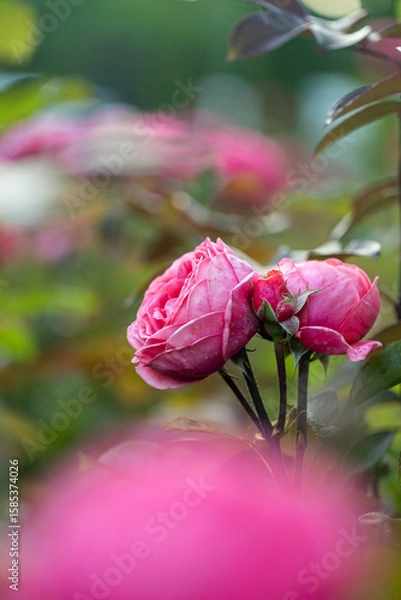 Fototapeta macro photo of beautiful bright rose close-up with blurred background