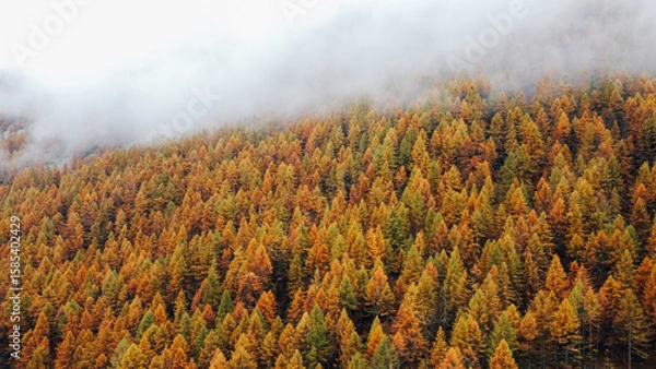 Fototapeta Beautiful mountain landscape in fall with colorful coniferous trees and white fog, aerial view. Misty forest. Natural texture for background.
