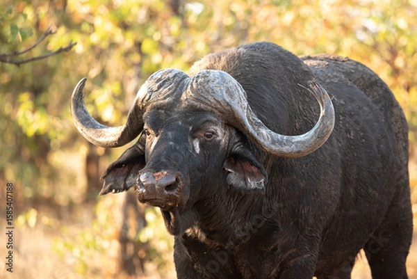 Fototapeta Cape buffalo bull in a moping tree thicket, in Kruger National Park, South Africa
